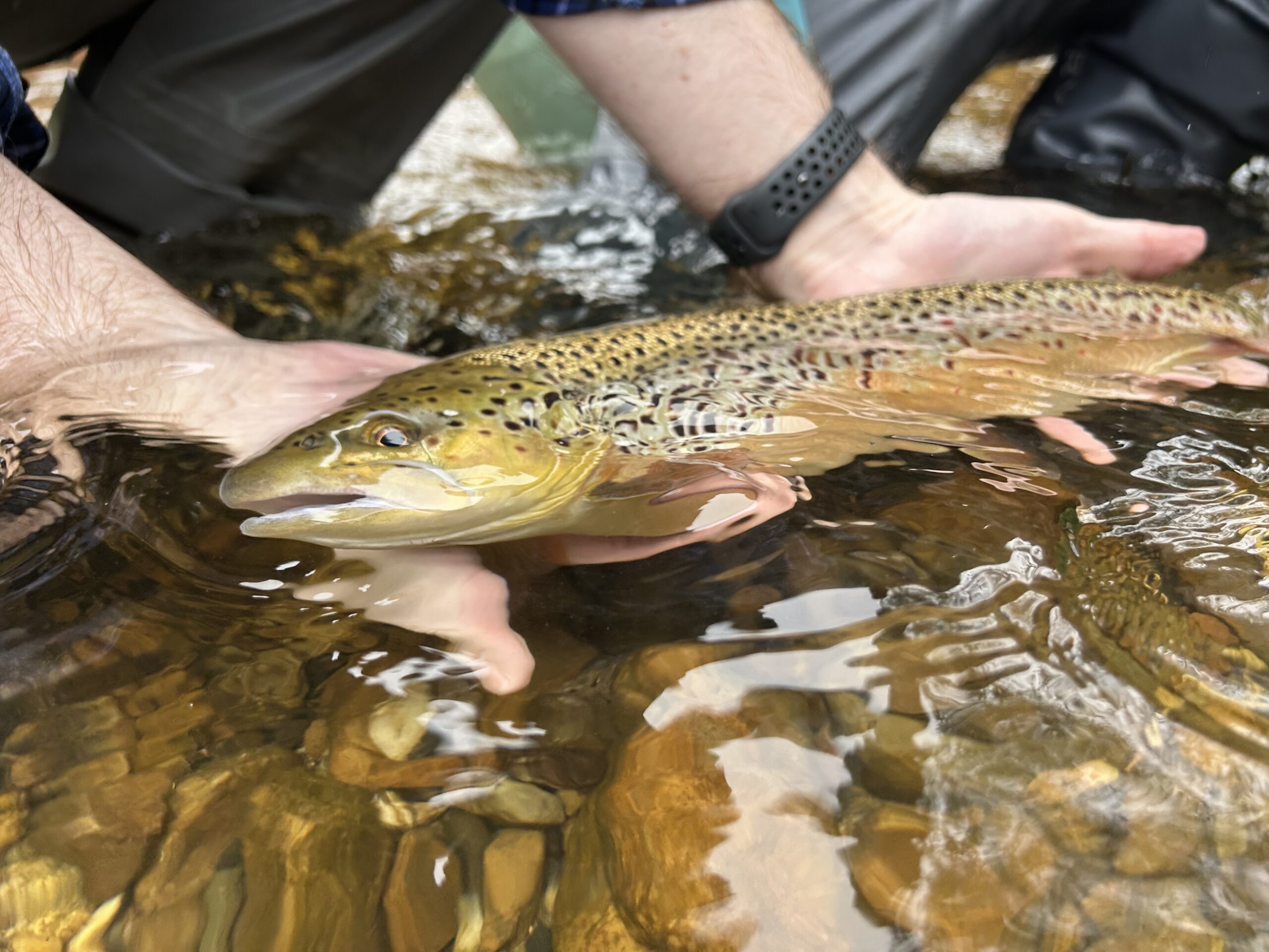 Wild Battenkill brown trout.